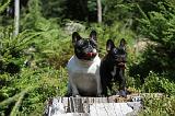 BOULEDOGUE FRANCAIS 071